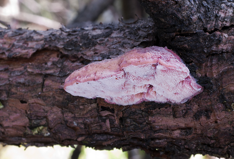 Leptoporus mollis